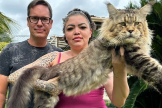 Xartrux é o maior gato do Brasil