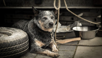Maus-tratos contra animais em MS pode ser denunciado em delegacia virtual