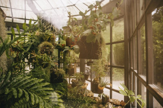 Top 5 plantas para um jardim de baixa manutenção