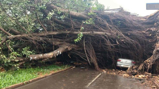 Sempre quando há temporal, árvores caem em Dourados - Foto: Arquivo
