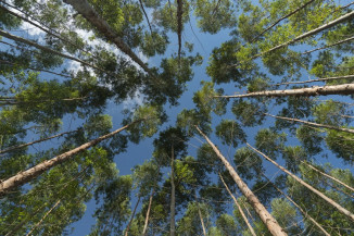 Arauco abre 59 vagas para operação florestal em MS