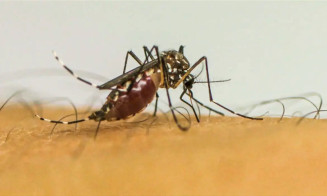 MS registra primeira morte por dengue do ano