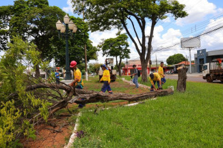 Prefeitura remove árvores em risco de queda e faz plantio de Ipês
