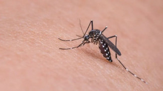 MS investiga primeiro caso suspeito de dengue tipo 4