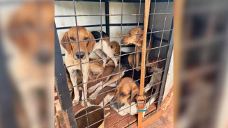 Cães eram usados para caça (Divulgação, Defron)