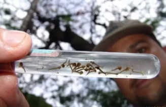 MS confirma a segunda morte por dengue em 2025