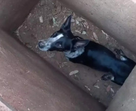 Segundo cachorro resgatado ainda dentro do bueiro nesta terça-feira (Foto: Cenário MS)