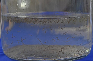 Período chuvoso acende alerta para dengue e chikungunya