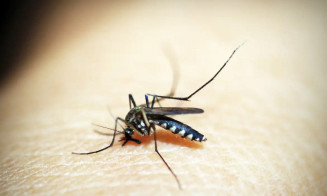 MS registra a primeira morte por Chikungunya este ano