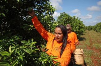 Citricultura abre oportunidades e muda a vida de trabalhadores em MS