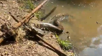 A serpente estava presa ao petrecho de pesca (Foto: Reprodução)