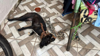 Morador da Capital é preso após cachorro morrer amarrado no sol