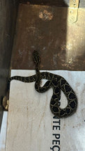Funcionários encontram cascavel em pia de empresa
