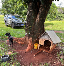 Idoso é preso por maus-tratos a cadela em chácara