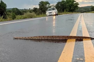 Sucuri atravessando a rodovia, em Bonito. (Foto: O Pantaneiro)