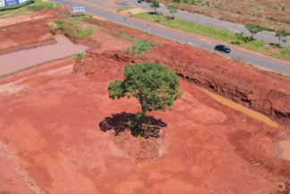 Prefeitura realiza transplante de pé de pequi de 8 metros - Divulgação prefeitura Municipal de Três Lagoas