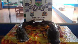 Homens são autuados por transportar 60 kg de pescado