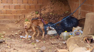 Pitbull é resgatado em situação de maus-tratos na Capital