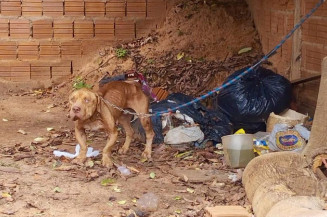 Pitbull é resgatado em situação de maus-tratos na Capital