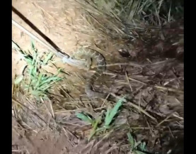 Cobra cascavel é resgatada em quintal de casa em Dourados