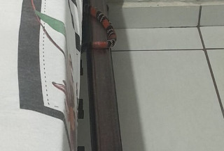 Cobra coral é encontrada sobre cama em residência de Dourados