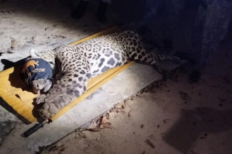 Onça-pintada que atacou o caseiro é macho e está mais magro que o normal (Foto: Divulgação/PMA)