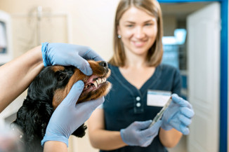 Meu pet precisa ir ao dentista? Saiba como cuidar da saúde bucal do seu bichinho