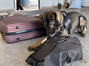Cão farejador auxiliou a fiscalização na abordagem (Foto: divulgação / Receita Federal)