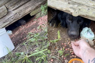 Homem é investigado por suspeita de maus-tratos e zoofilia contra cães