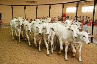 Expoagro retoma leilão presencial e espera movimentar R$ 25 milhões