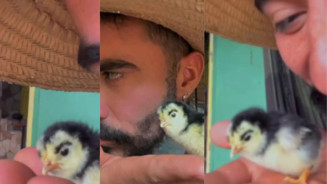 Pintinho com "sobrancelha" viraliza nas redes sociais e diverte internautas