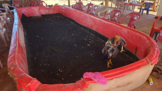 PMA flagra rinha de galos em arena improvisada e 44 animais são resgatados