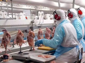 Japão mantém compras de carne de frango de MS mesmo após caso de gripe aviária no RS