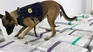 Os entorpecentes foram encontrados pelos cães farejadores (Reprodução, PRF)