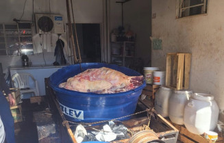 Operação flagra abate clandestino com carne suja e gado doente em MS