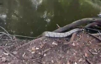 Jiboia é resgatada em residência no Parque das Nações II