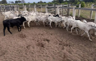 Animais foram encontrados em uma propriedade rural de Coxim (Foto/Divulgação)