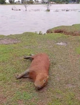 Capivara encontrada morta nesta quarta-feira no parque Antenor Martins - Foto: Divulgação
