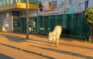 Gado escapa de matadouro e vaca é abatida no meio da rua em Pedro Juan Caballero