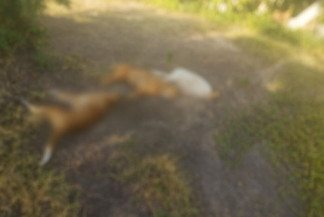 Cachorros morreram em armadilha eletrificada feita por vizinho - Foto: Divulgação / Polícia Civil