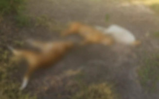 Homem é preso em flagrante após armadilha elétrica matar três cães