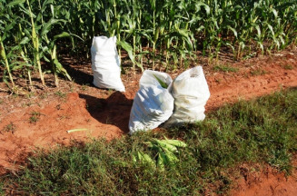 Produtor flagra furto de milho em lavoura às margens da BR-163 em Dourados
