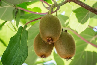 Kiwi ganha espaço no Brasil e produção pode crescer com apoio da tecnologia e infraestrutura adequada