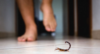 MS registra mais de 13 mil acidentes com animais peçonhentos; escorpiões lideram notificações