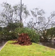 Queda de árvore do canteiro central na Marcelino Pires, próximo ao Parque Antenor Martins
