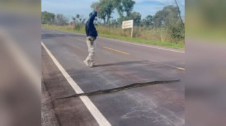 PRF interrompe trânsito na BR-262 para garantir travessia segura de sucuri