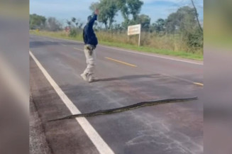 PRF interrompe trânsito na BR-262 para garantir travessia segura de sucuri