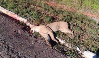 Onça-parda morre atropelada na MS-384 e reforça alerta sobre risco em rodovias de MS