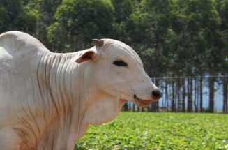 Exportações de carne de MS ultrapassam US$ 750 milhões mesmo com gripe aviária