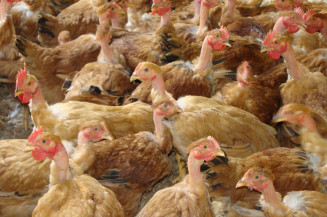 Goiás confirma 1º caso de gripe aviária em galinhas criadas em quintal